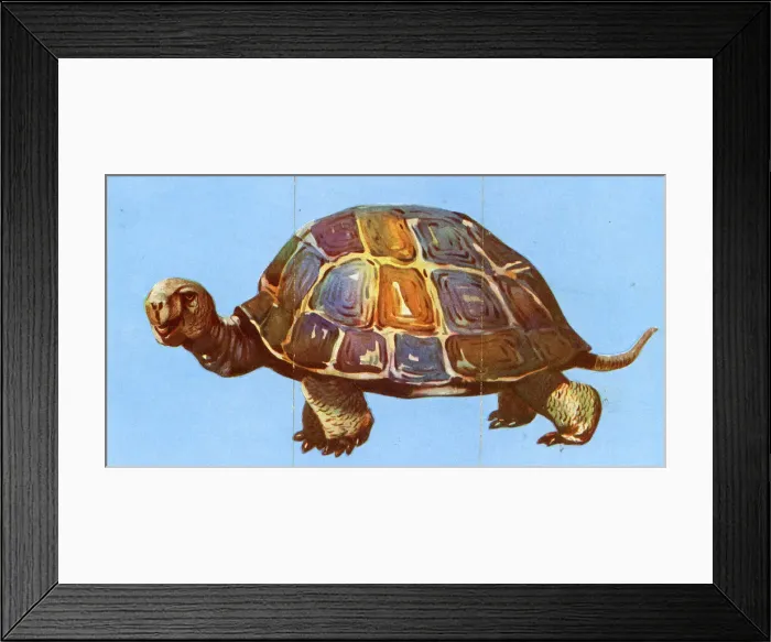 Framed Print : Zoo Misfitz card game - tortoise Framed Print : Zoo Misfitz card game - tortoise