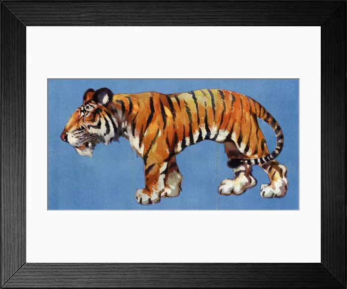 Framed Print : Zoo Misfitz card game - tiger Framed Print : Zoo Misfitz card game - tiger