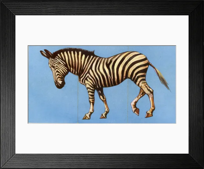 Framed Print : Zoo Misfitz card game - zebra Framed Print : Zoo Misfitz card game - zebra