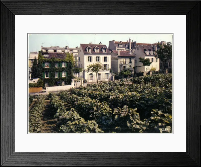 Framed Print : Vineyard in Montmartre, Paris, France Framed Print : Vineyard in Montmartre, Paris, France