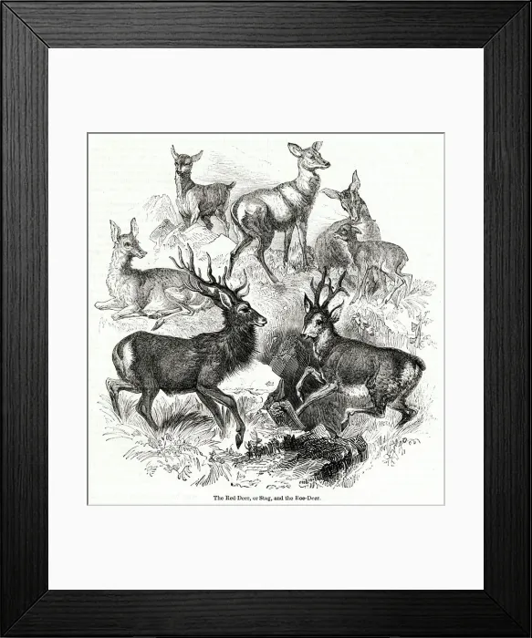 Framed Print : Red Deer (or Stag) and Roe Deer Framed Print : Red Deer (or Stag) and Roe Deer