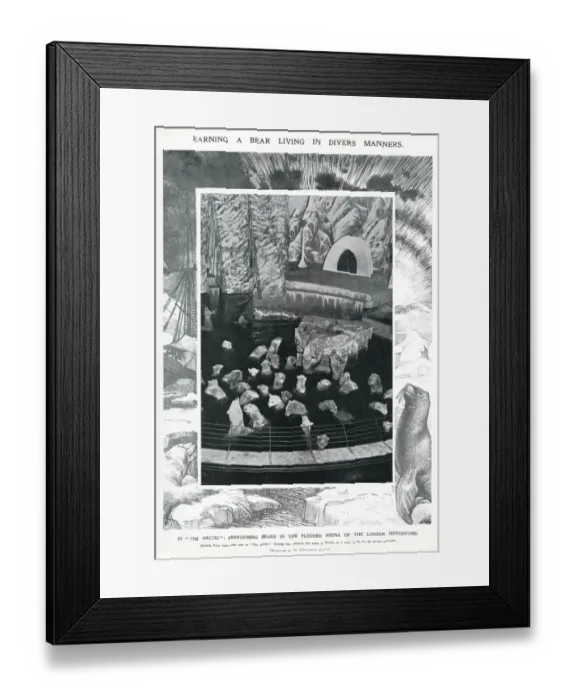 Framed Print : Polars bears at the London Hippodrome, January 1910 Framed Print : Polars bears at the London Hippodrome, January 1910
