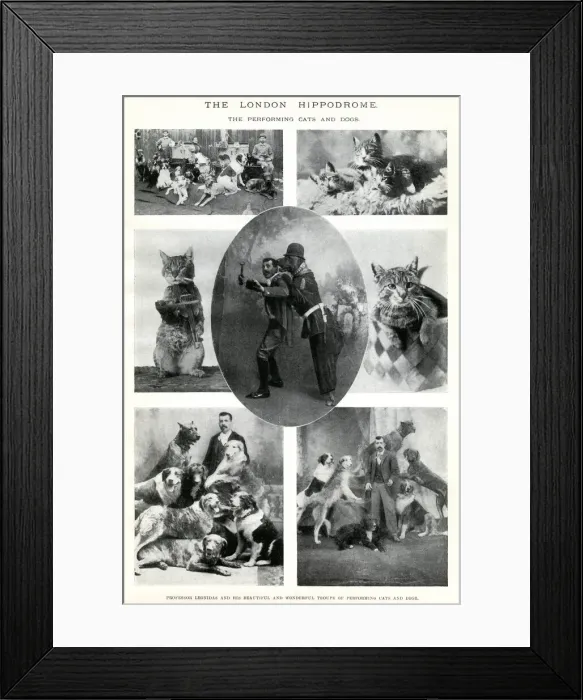 Framed Print : Performing cats and dogs at the London Hippodrome Framed Print : Performing cats and dogs at the London Hippodrome