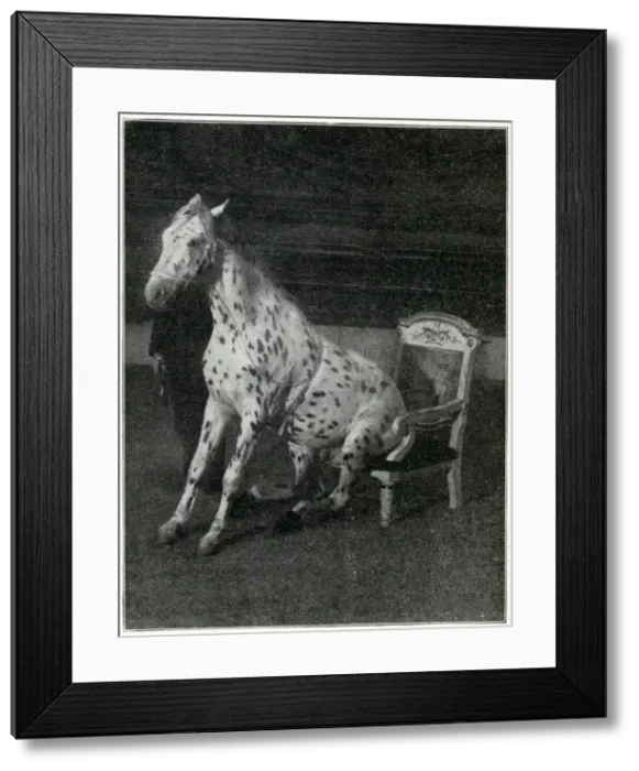 Framed Print : Mr Goodnight, performing horse at the London Hippodrome Framed Print : Mr Goodnight, performing horse at the London Hippodrome