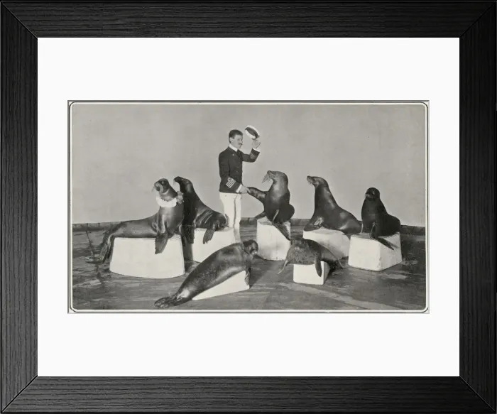 Framed Print : Captain Woodward & his seals at the London Hippodrome Framed Print : Captain Woodward & his seals at the London Hippodrome