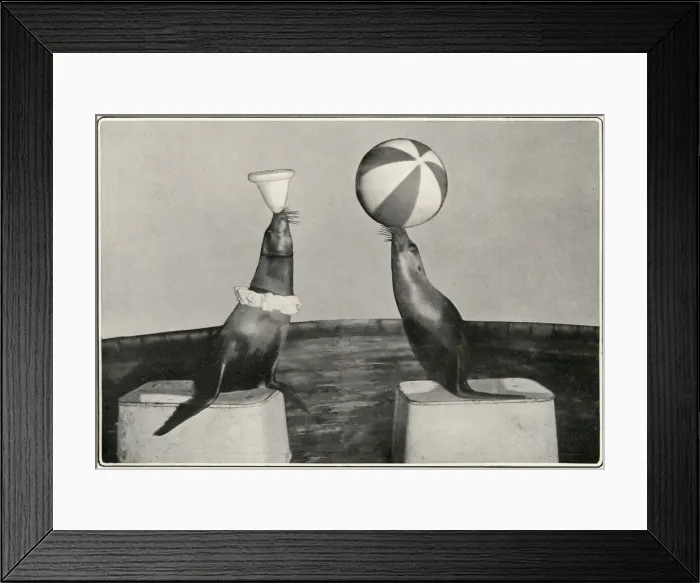 Framed Print : Captain Woodwards seals at the London Hippodrome Framed Print : Captain Woodwards seals at the London Hippodrome