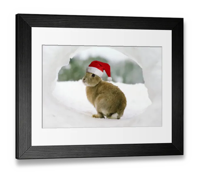 Framed Print : Rabbit - in snow wearing Christmas hat Framed Print : Rabbit - in snow wearing Christmas hat