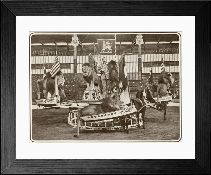Framed Print : Seeths lions in swing boats at the London Hippodrome Framed Print : Seeths lions in swing boats at the London Hippodrome