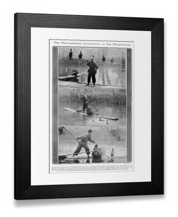 Framed Print : Fish-catching cormorants at the Hippodrome Framed Print : Fish-catching cormorants at the Hippodrome