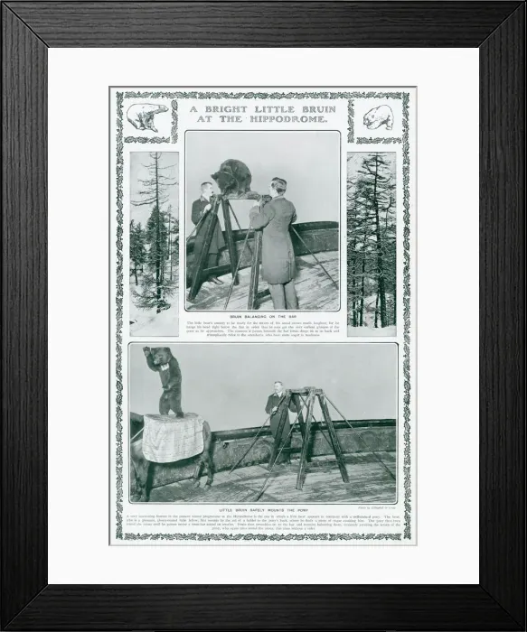 Framed Print : Performing bear at the London Hippodrome Framed Print : Performing bear at the London Hippodrome