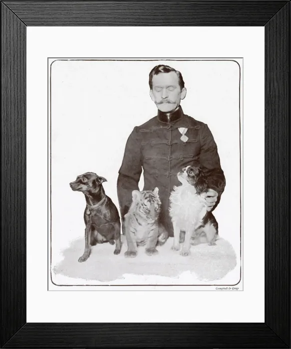 Framed Print : Babs the tiger cub at the London Hippodrome Framed Print : Babs the tiger cub at the London Hippodrome