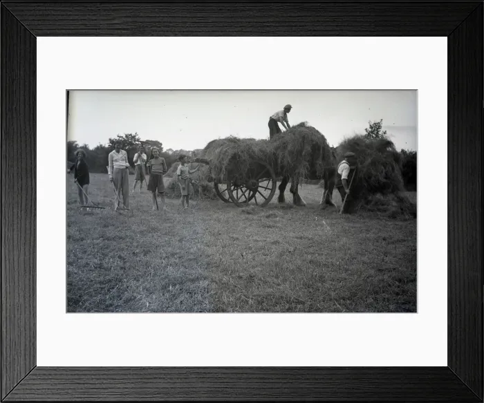 Framed Print : People haymaking Framed Print : People haymaking