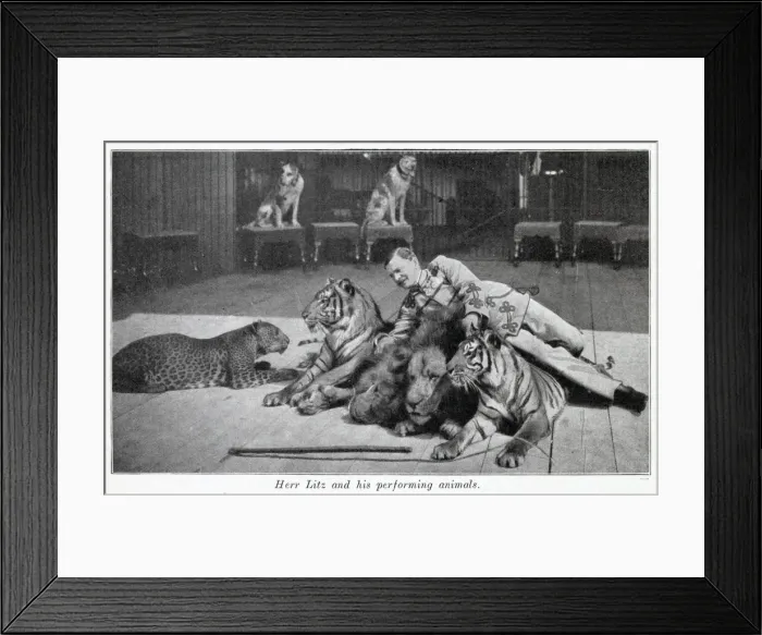 Framed Print : Performing cats 1903 Framed Print : Performing cats 1903