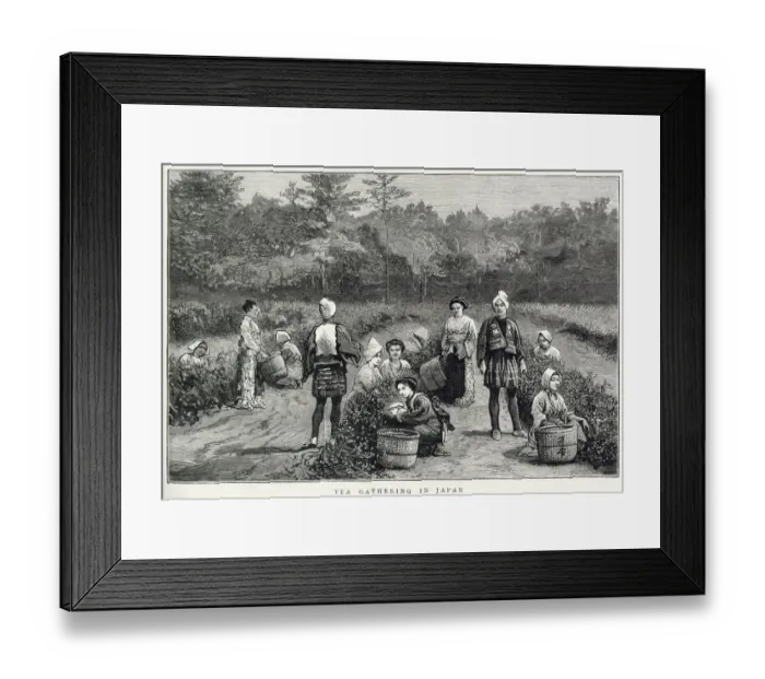 Framed Print : Tea gathering in Japan Framed Print : Tea gathering in Japan