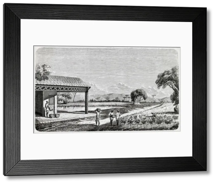 Framed Print : Gathering tea Framed Print : Gathering tea