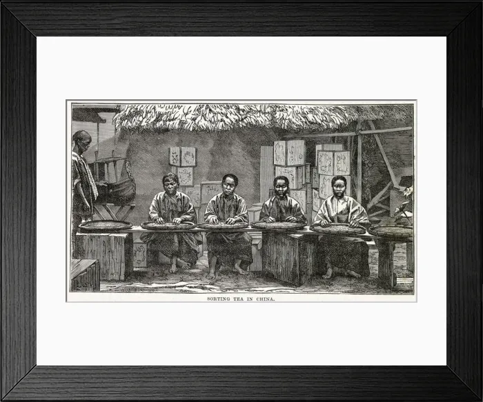 Framed Print : Sorting tea, China Framed Print : Sorting tea, China