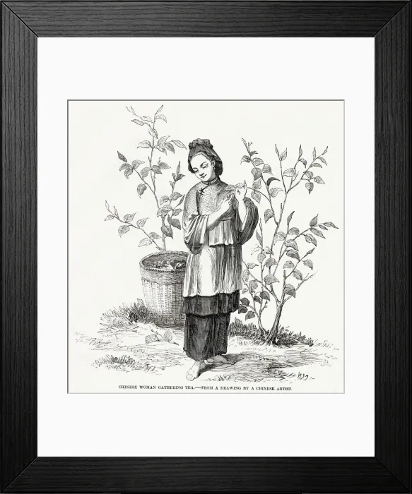 Framed Print : Woman gathering tea, China Framed Print : Woman gathering tea, China