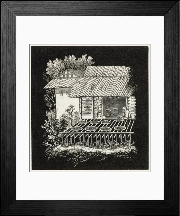 Framed Print : Drying tea in the open air, China Framed Print : Drying tea in the open air, China
