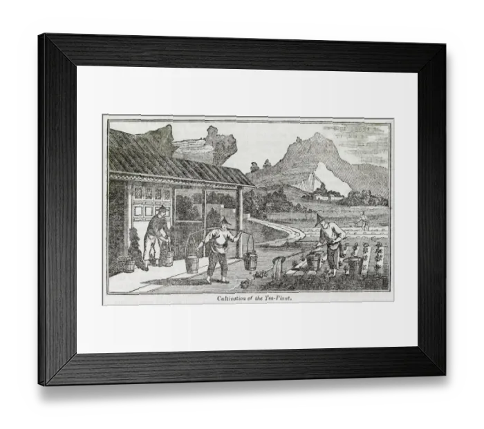 Framed Print : Cultivation of the tea plant, China Framed Print : Cultivation of the tea plant, China