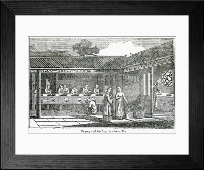 Framed Print : Drying and rolling the green tea, China Framed Print : Drying and rolling the green tea, China