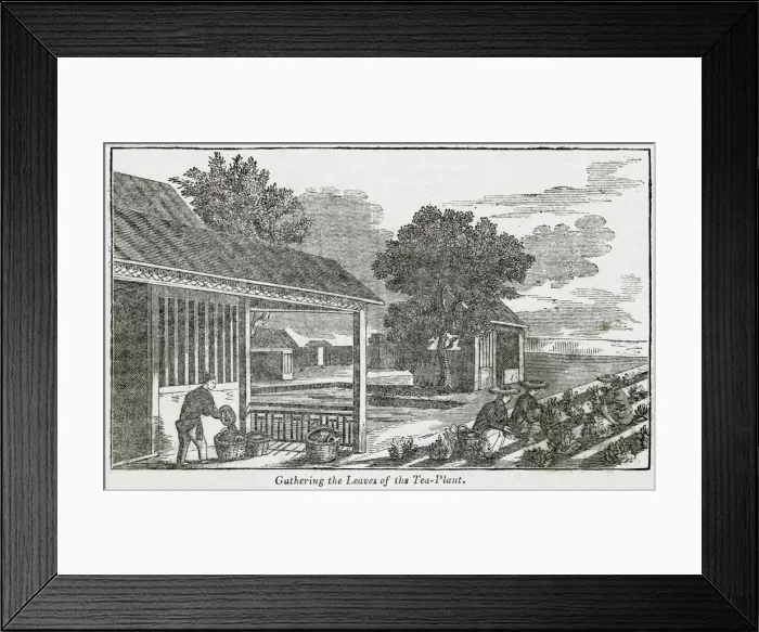 Framed Print : Gathering the leaves of the tea plant, China
