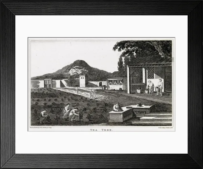 Framed Print : Stages of tea production, China Framed Print : Stages of tea production, China
