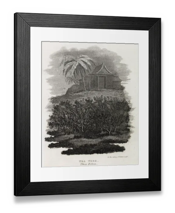 Framed Print : Tea Tree, Thea Bohea, China Framed Print : Tea Tree, Thea Bohea, China