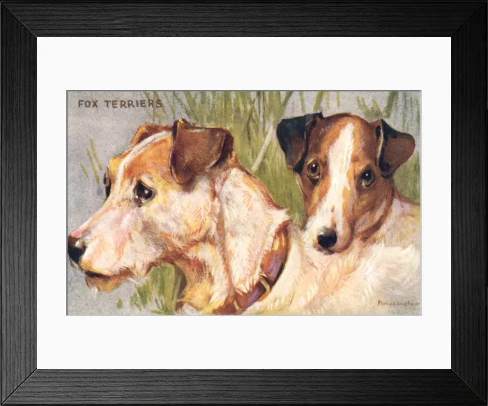 Framed Print : Fox Terriers Framed Print : Fox Terriers
