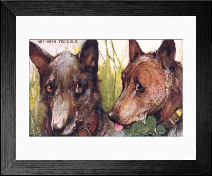 Framed Print : Aberdeen Terriers Framed Print : Aberdeen Terriers