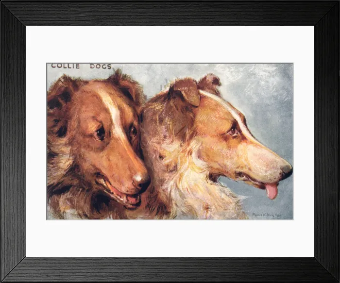 Framed Print : Collie Dogs Framed Print : Collie Dogs