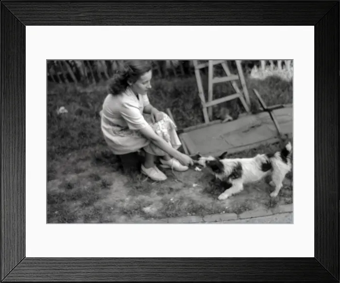 Framed Print : A young woman playing with her small pet terrier dog Framed Print : A young woman playing with her small pet terrier dog