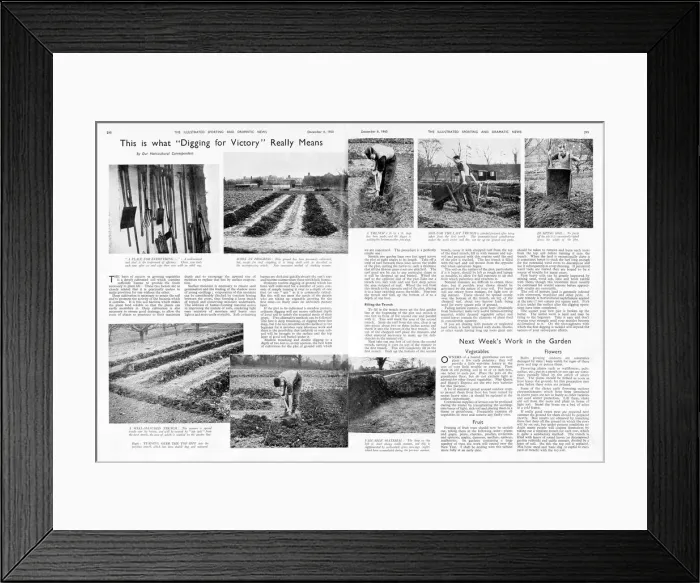 Framed Print : What digging for victory really means, 1940 Framed Print : What digging for victory really means, 1940