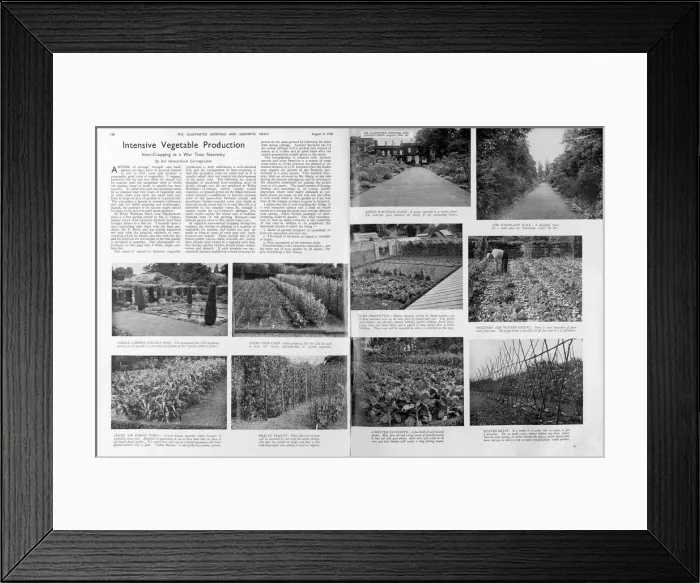 Framed Print : Intensive vegetable production, 1940 Framed Print : Intensive vegetable production, 1940