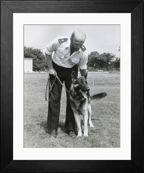 Framed Print : Police dog handler and dog, Camborne, Cornwall Framed Print : Police dog handler and dog, Camborne, Cornwall
