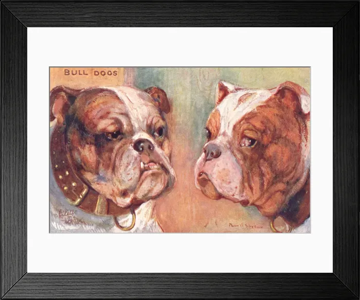 Framed Print : Bulldogs. Two fierce-looking bulldogs. Artist: Philip Stretton. Date: 1908 Framed Print : Bulldogs. Two fierce-looking bulldogs. Artist: Philip Stretton. Date: 1908