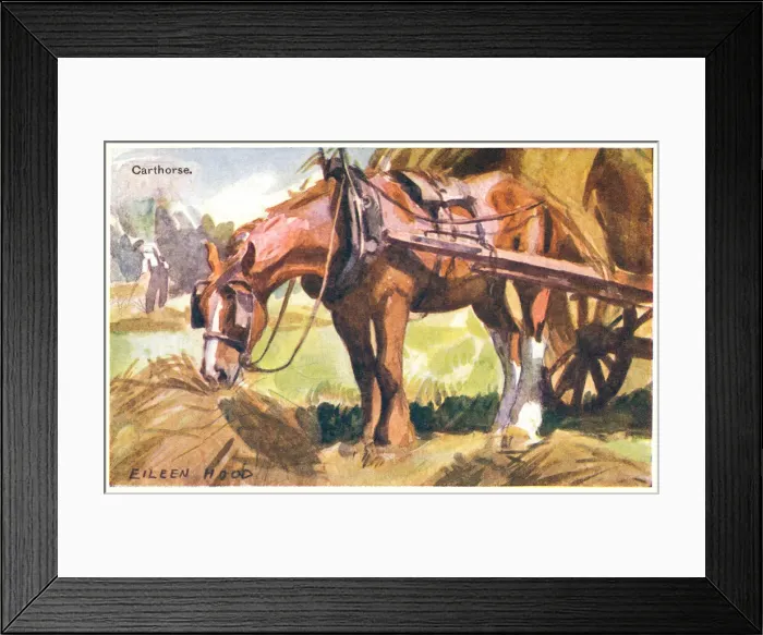 Framed Print : Carthorse in harness eating hay. Artist: Eileen Hood. Date: circa 1920 Framed Print : Carthorse in harness eating hay. Artist: Eileen Hood. Date: circa 1920