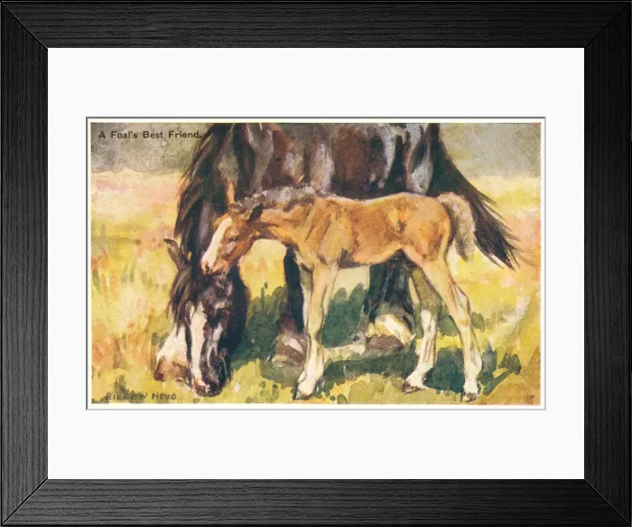 Framed Print : Horse and foal grazing Framed Print : Horse and foal grazing