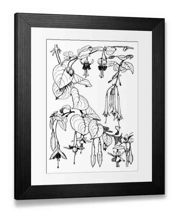 Framed Print : Fuchsia. Studies in plant form with suggestions for their application to design Framed Print : Fuchsia. Studies in plant form with suggestions for their application to design