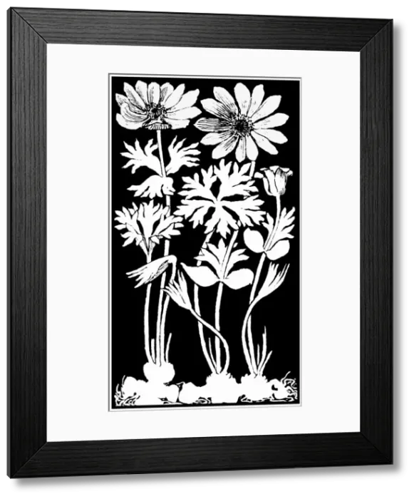 Framed Print : Garden Anemone Framed Print : Garden Anemone
