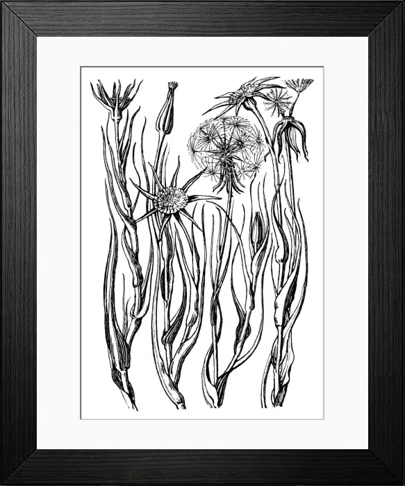 Framed Print : Goatsbeard Framed Print : Goatsbeard