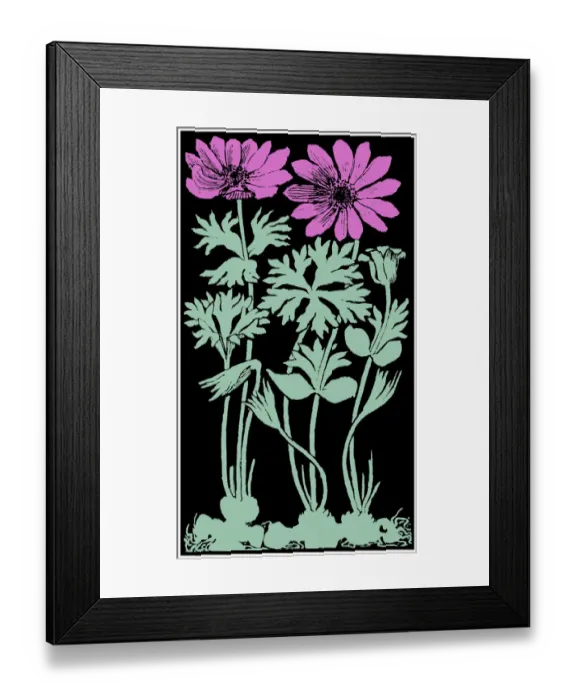 Framed Print : Garden Anemone Framed Print : Garden Anemone