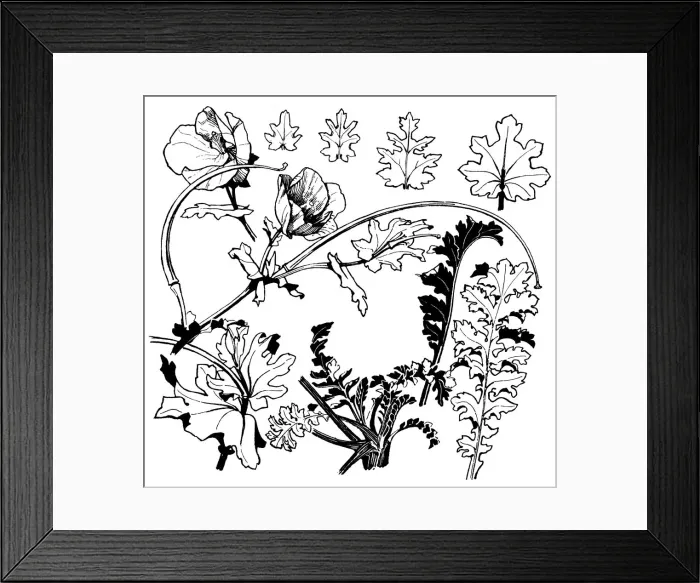 Framed Print : Horned Poppy Framed Print : Horned Poppy