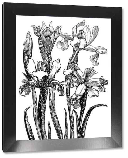 Iris. Studies in plant form with suggestions for their application to design