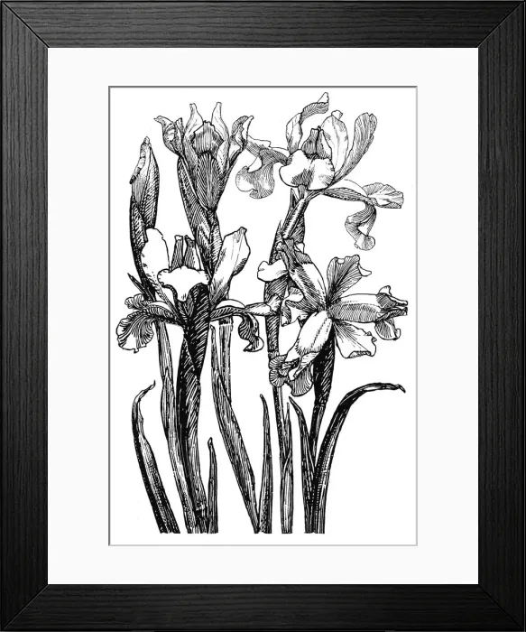 Framed Print : Iris. Studies in plant form with suggestions for their application to design Framed Print : Iris. Studies in plant form with suggestions for their application to design