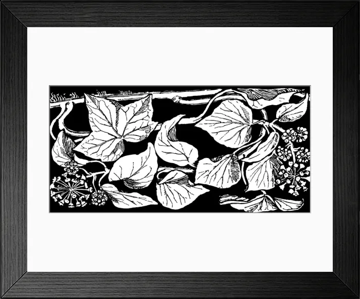 Framed Print : Ivy. Studies in plant form with suggestions for their application to design Framed Print : Ivy. Studies in plant form with suggestions for their application to design