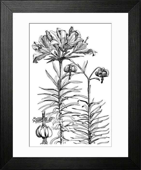 Framed Print : Lilium croceum Framed Print : Lilium croceum