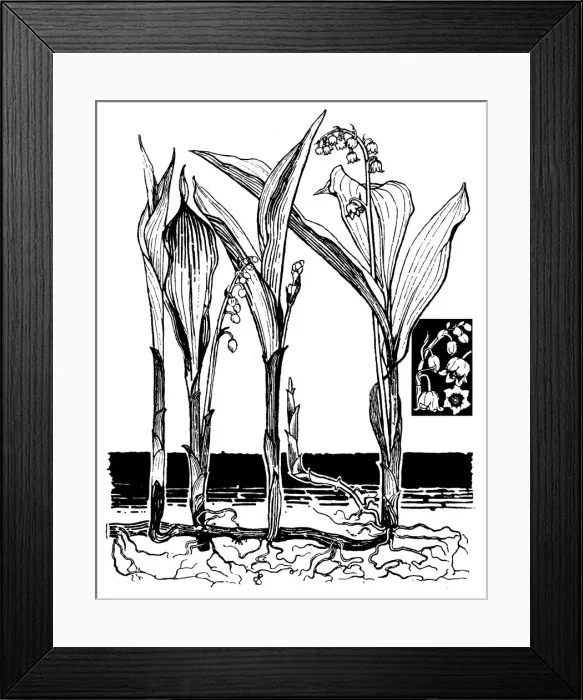 Framed Print : Lily of the Valley Framed Print : Lily of the Valley