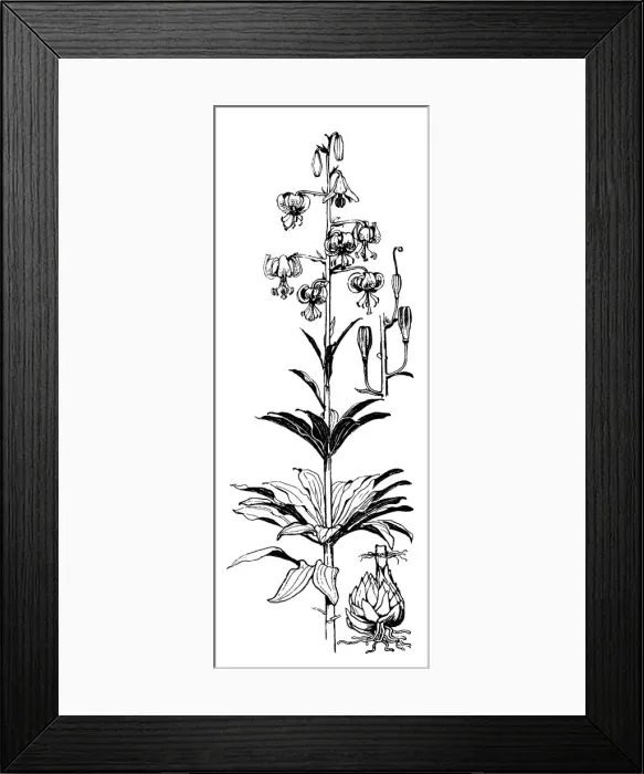 Framed Print : Martagon Lily Framed Print : Martagon Lily