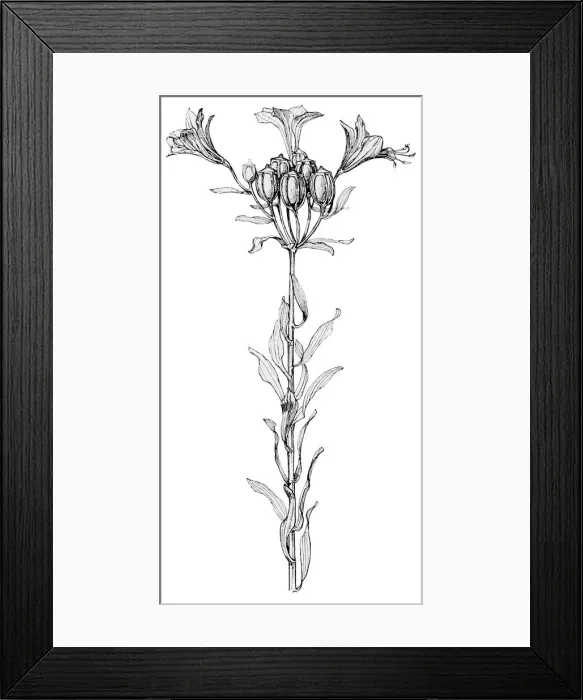Framed Print : Lily Alstraemeria Framed Print : Lily Alstraemeria