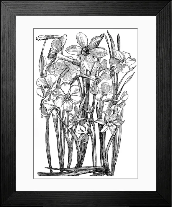 Framed Print : Narcissi. Studies in plant form with suggestions for their application to design Framed Print : Narcissi. Studies in plant form with suggestions for their application to design